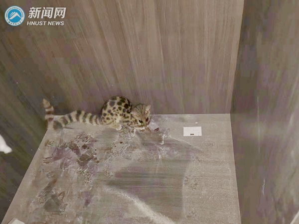 一级保护动物小灵猫祁阳和常宁两地现身！我校科研团队现场作科普宣传