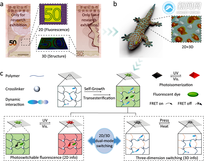 陈建教授团队在《Nature Communications》发表研究成果